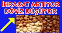 FINDIKTA GELİR DÜŞTÜ