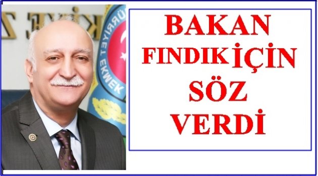 TMO FINDIK İÇİN DEVREYE GİRECEK