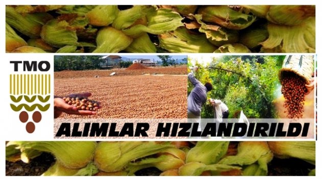 TMO&#039;DAN FINDIK AÇIKLAMASI