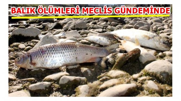 TORUN BALIK ÖLÜMLERİNİN NEDENİNİ SORDU
