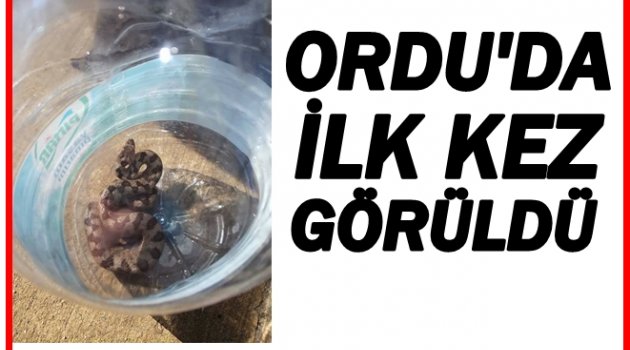 VATANDAŞLARIN DİKKATLİ OLMASI İSTENDİ