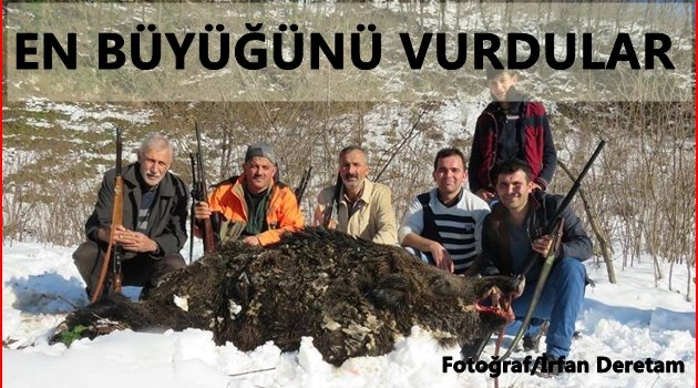 YABAN DOMUZLARI TEHLİKELİ OLUYOR