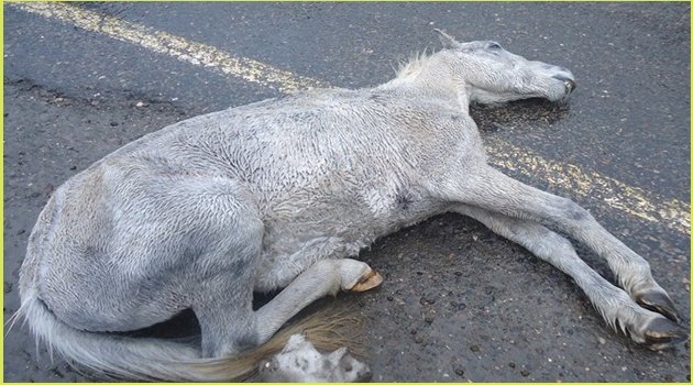 YAYLADA BAŞIBOŞ ATLAR SOĞUKTAN ÖLÜYOR