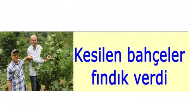 YENİ BAHÇELER ERKEN FINDIK VERDİ