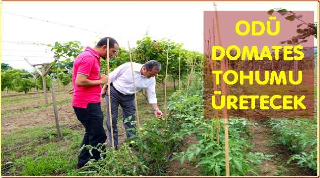 YERLİ TOHUMA DÖNÜŞ