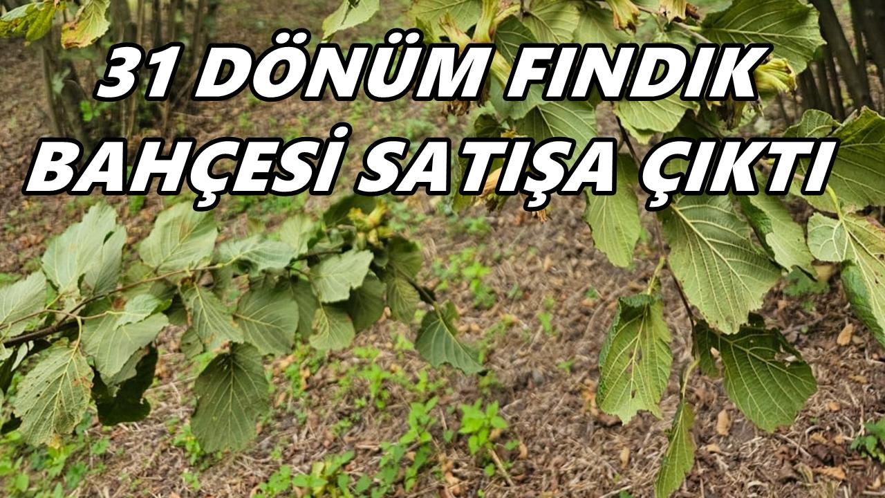 Ayvacık’ta 31 Dönümlük Fındık Bahçesi Satışa Çıkarıldı