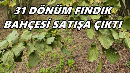 Ayvacık’ta 31 Dönümlük Fındık Bahçesi Satışa Çıkarıldı