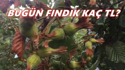 Ordu'da Fındık Fiyatı 30 Ekim 2025 Perşembe