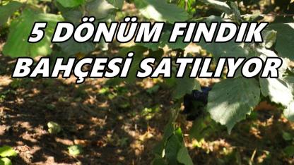 Perşembe Efirli’de 5 Dönümlük Fındık Bahçesi Satışa Çıkarıldı