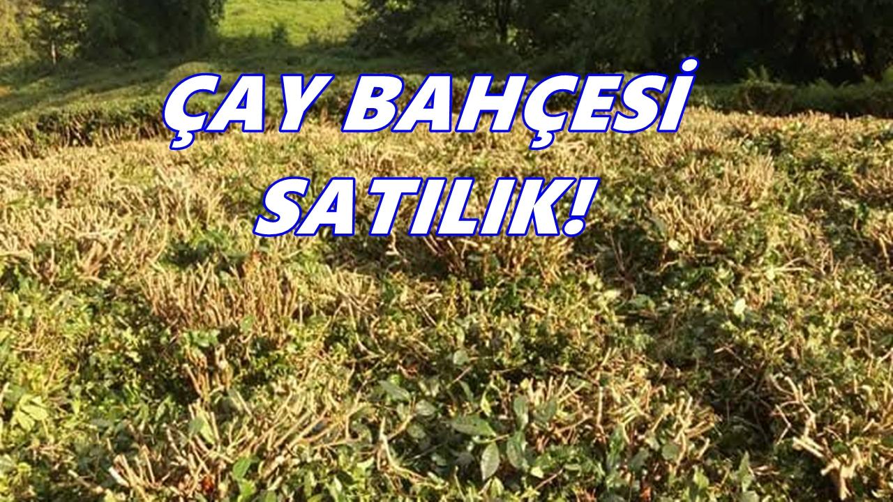 Rize Pazar’da 2.500 Metrekarelik Çay Bahçesi Satışa Çıkarıldı