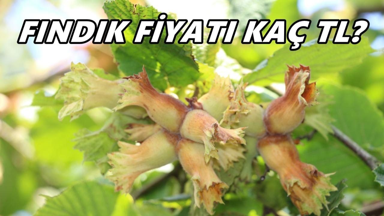 Tatil Sonrası Fındıkta Şok Başlangıç! Fiyatlar Nereye Gidiyor?