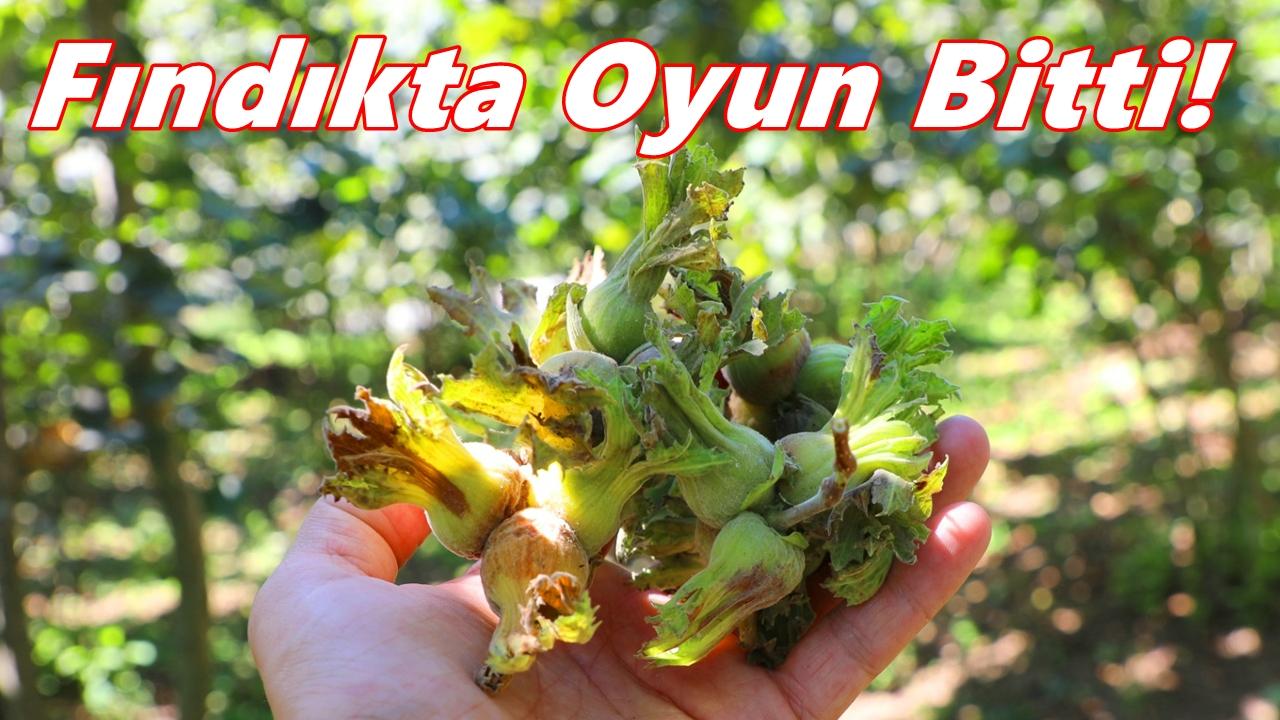 Ziraat Odası Başkanı Açıkladı: Fındıkta Oyun Bitti