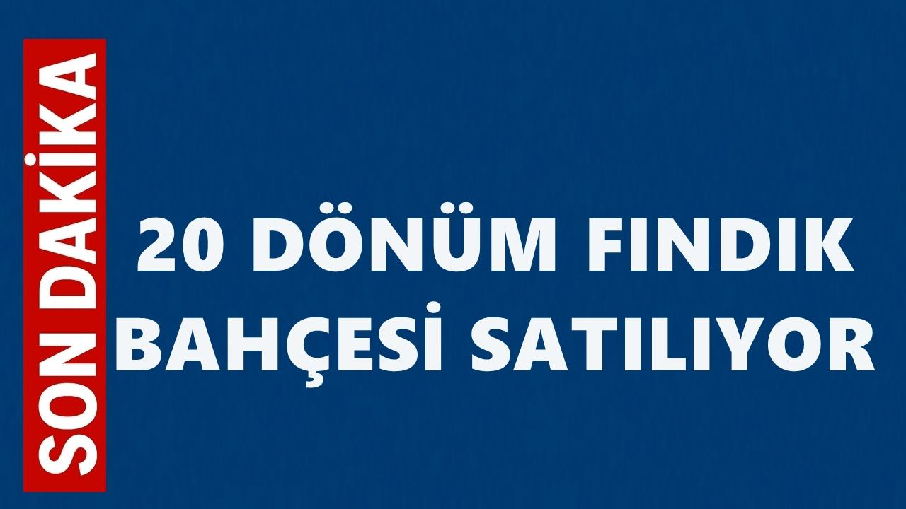 Altınordu’da 20 Dönümlük Fındık Bahçesi Açık Artırma ile Satışa Çıkarılıyor