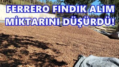 Ferrero’nun Fındık Alım Miktarı Revize Edildi: 45 Bin Tondan 30 Bin Tona