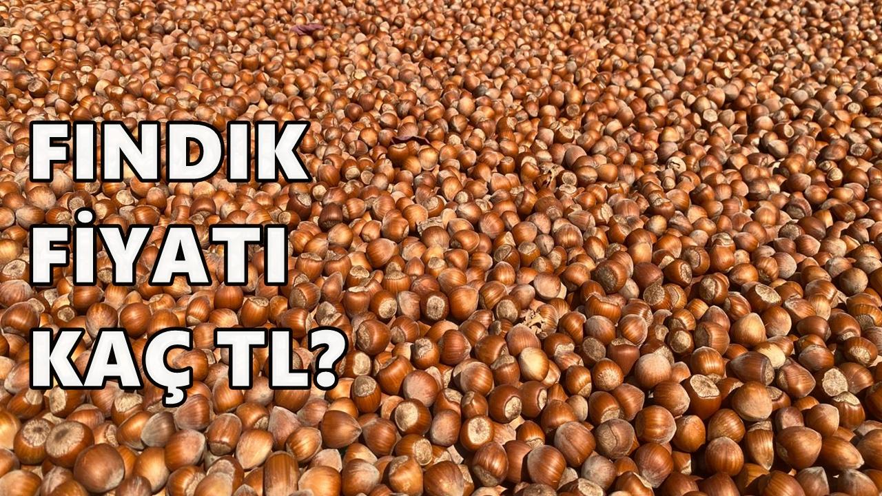 Fındık 20 Kasım 2025 Perşembe