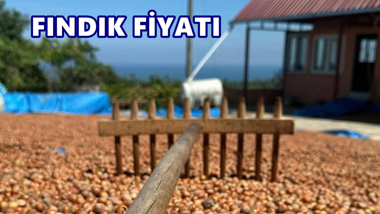 Fındık Fiyatı 1 Kasım 2025 Cumartesi