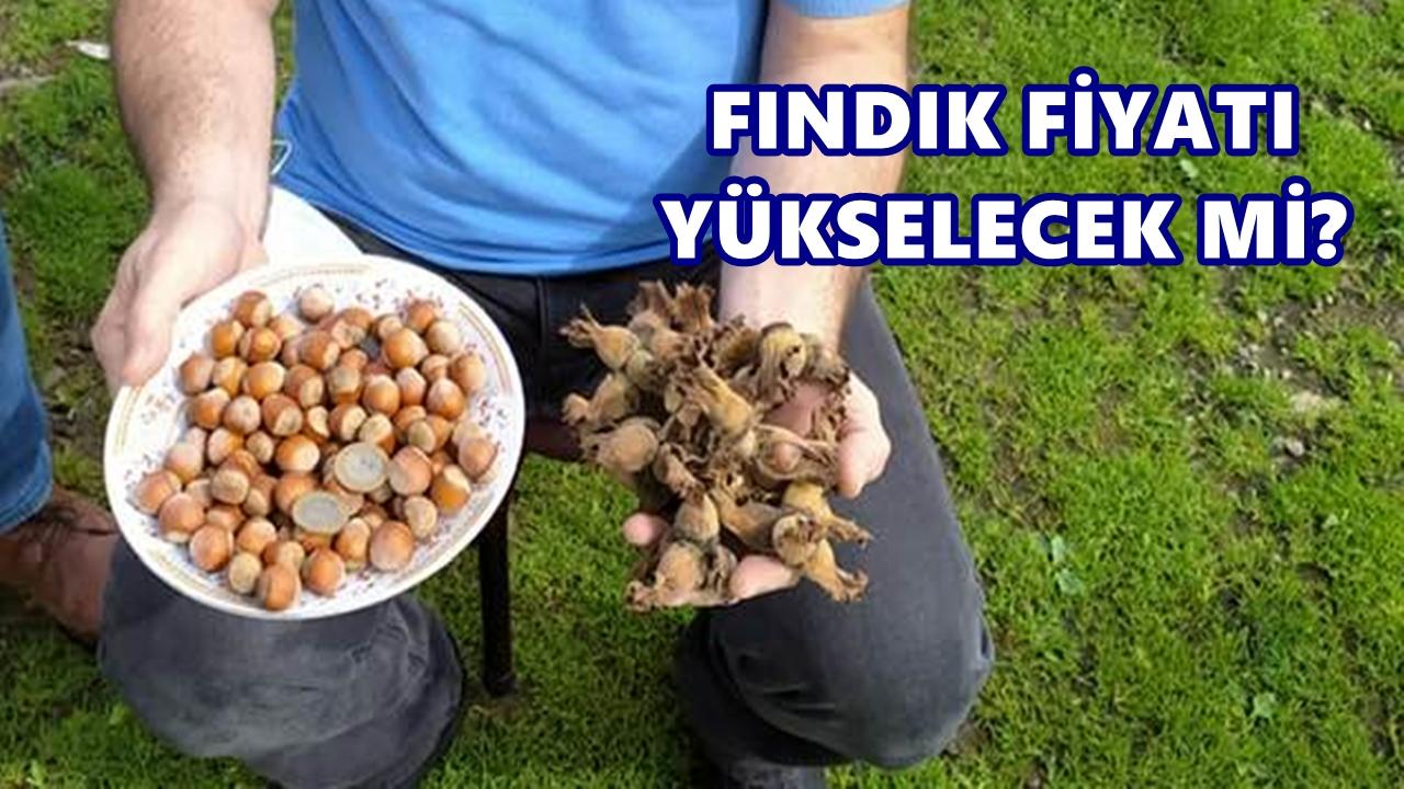 Fındık Fiyatı 2 Kasım 2025 Pazar