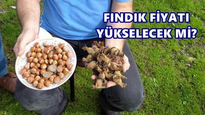 Fındık Fiyatı 2 Kasım 2025 Pazar