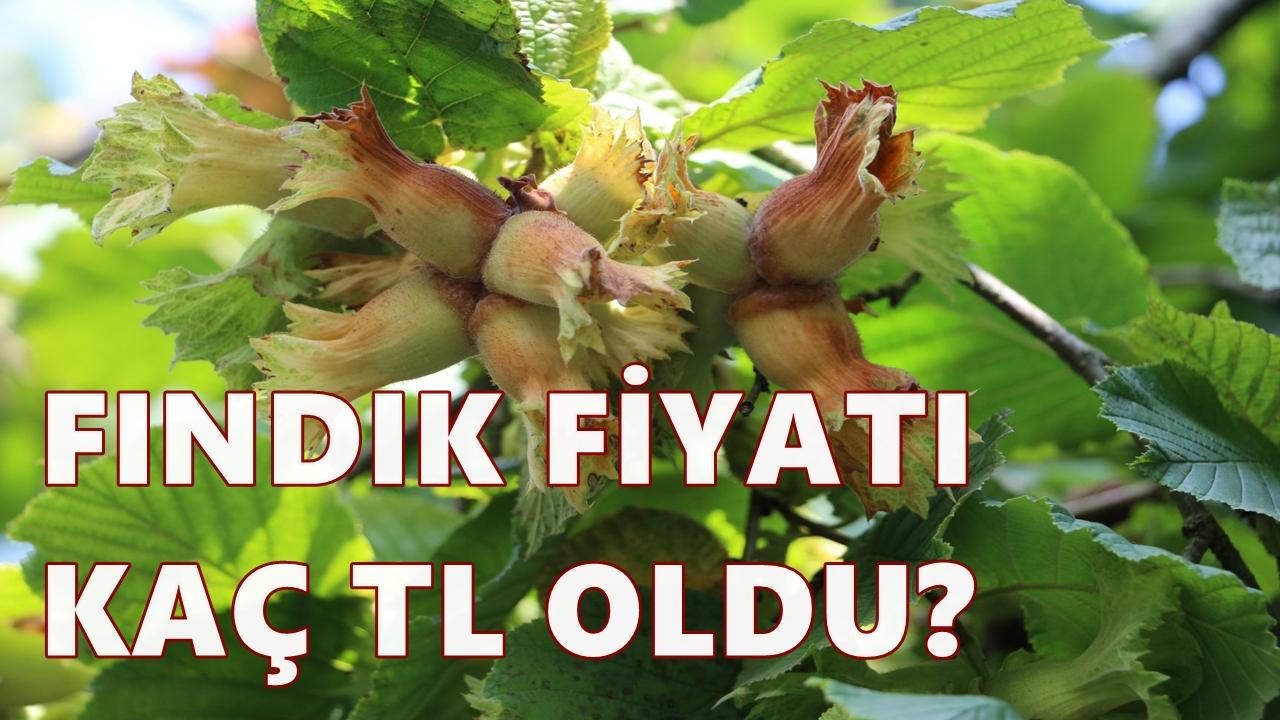Fındık Fiyatı 24 Kasım 2025 Pazartesi
