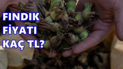 Fındık Fiyatı 27 Kasım 2025 Perşembe
