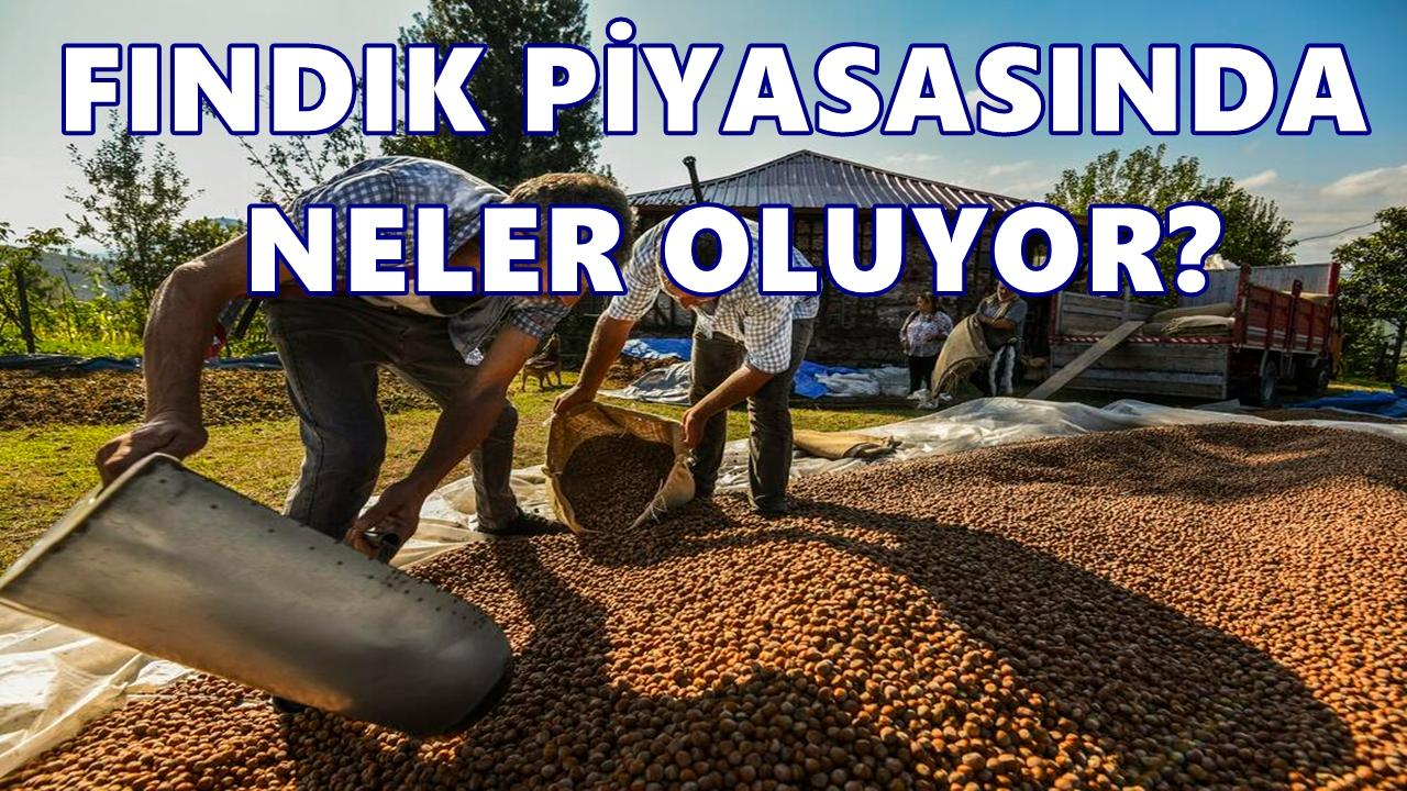 Fındık Fiyatı 3 Kasım 2025 Pazartesi