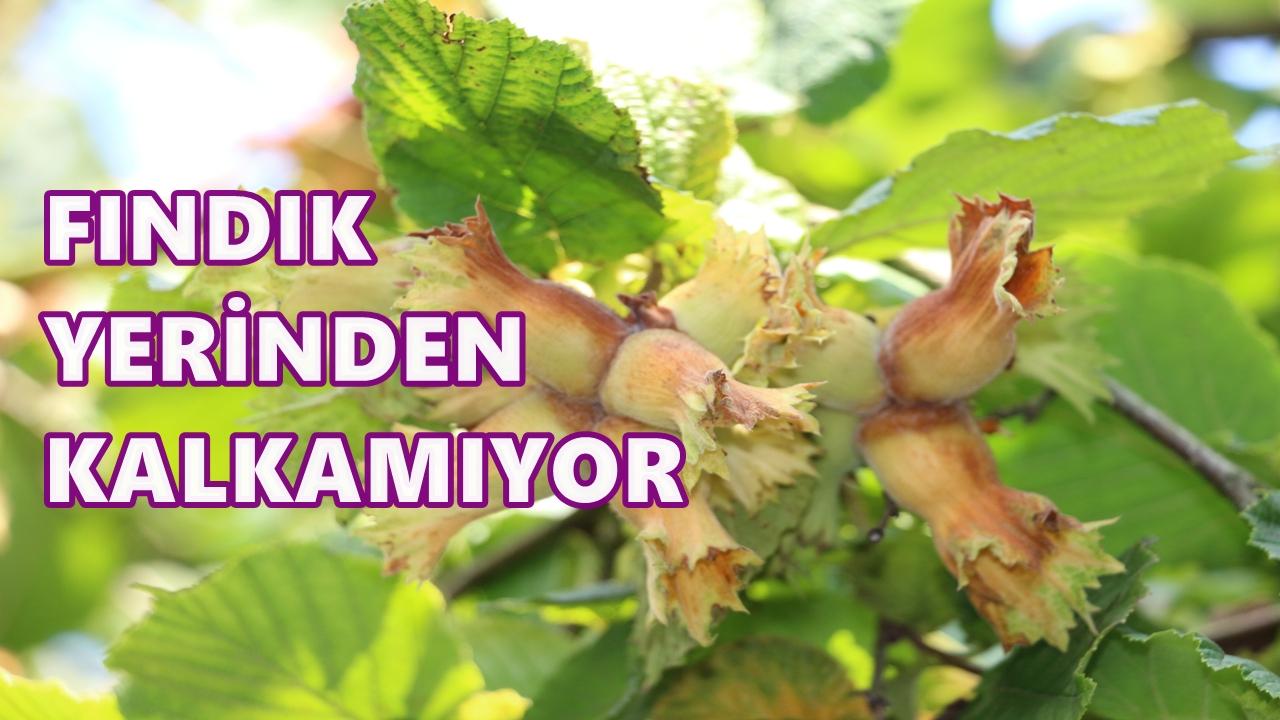 Fındık Fiyatı Düştüğü Yerden Kalkamıyor!