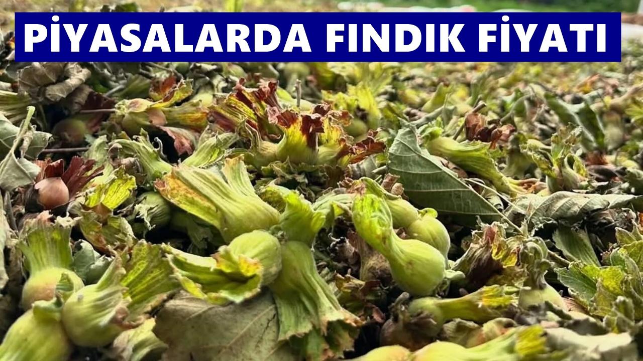 Fındık Fiyatı Kasım Ayına Nasıl Girdi?