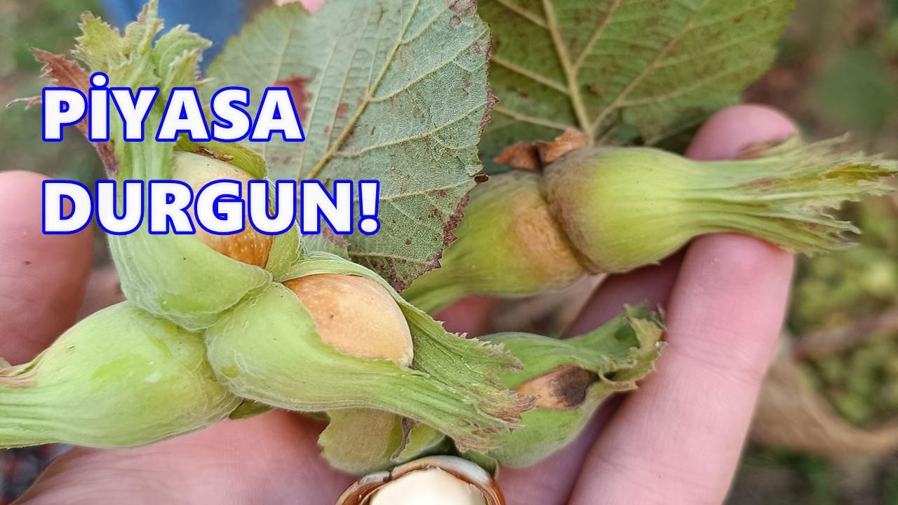 Fındık Fiyatı Nereye Gidiyor? 6 Kasım 2025 Fındık Fiyatı