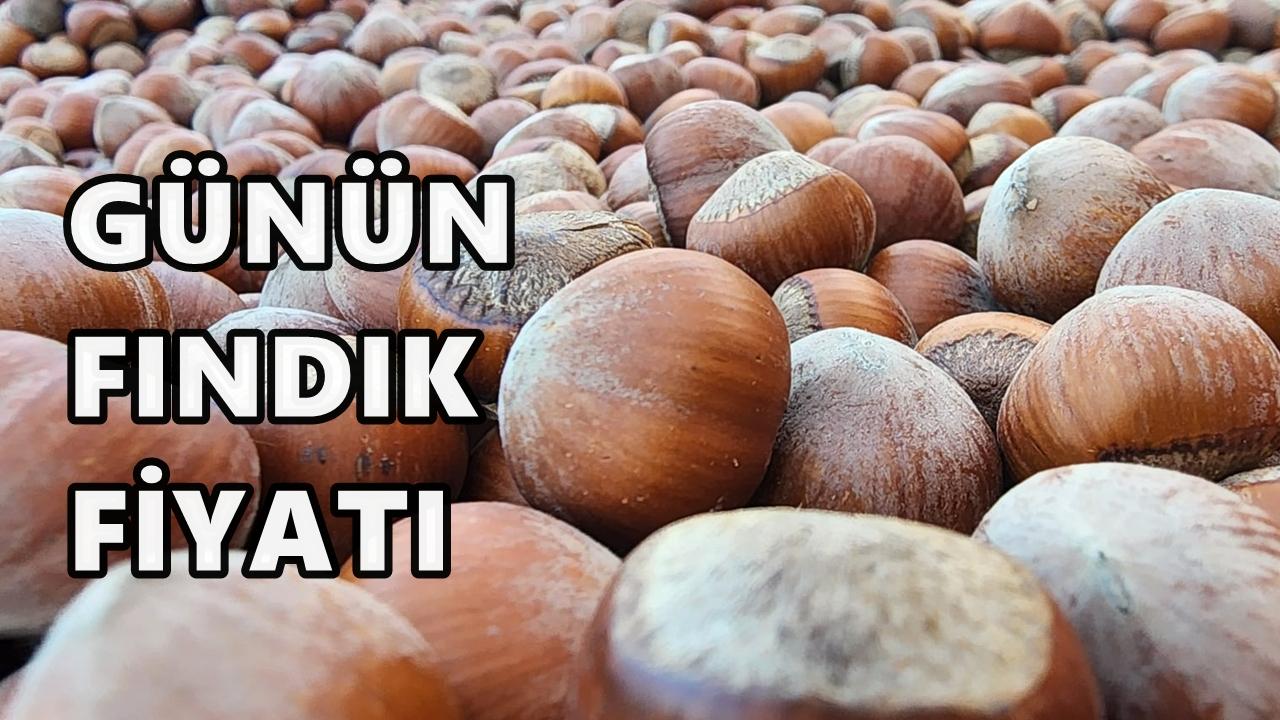 Fındık fiyatı yeni haftaya nasıl başladı? Günün fındık fiyatı