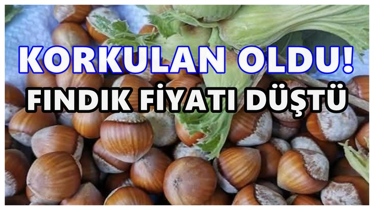 Fındık Fiyatları Çakıldı: 10 TL Birden Düştü