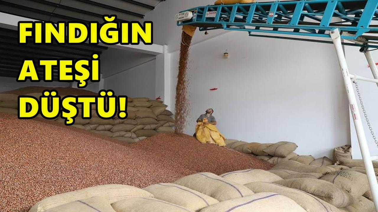 Fındık Piyasasının Ateşi Düştü; Fındık Fiyatı Yerlerde