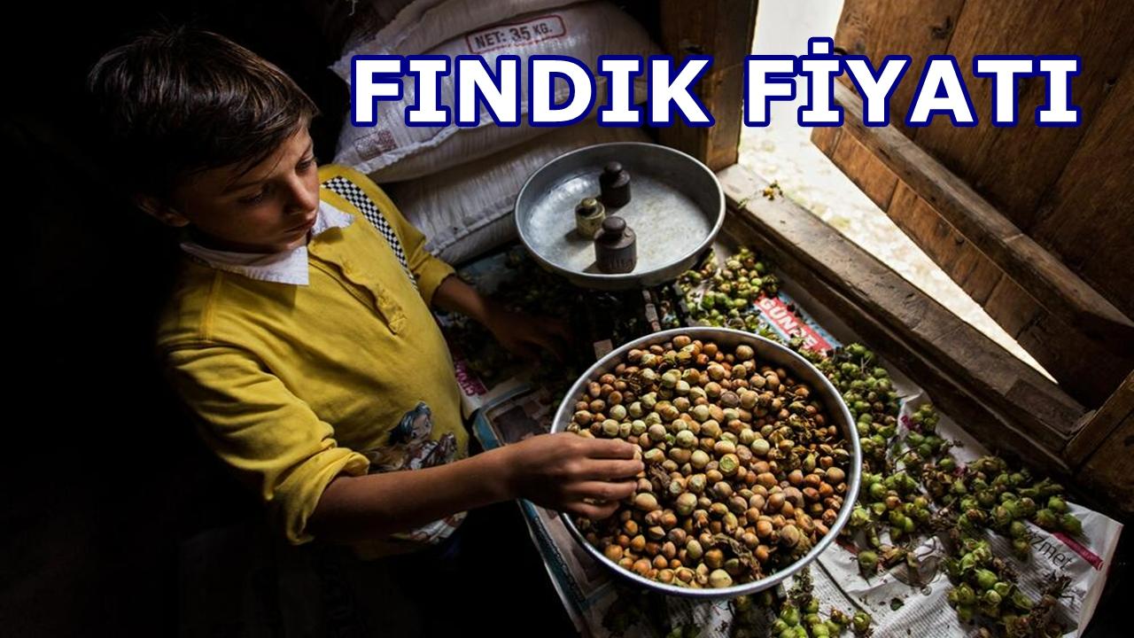 Fındıkta Beklenen Yükseliş Bir Türlü Gelmiyor!