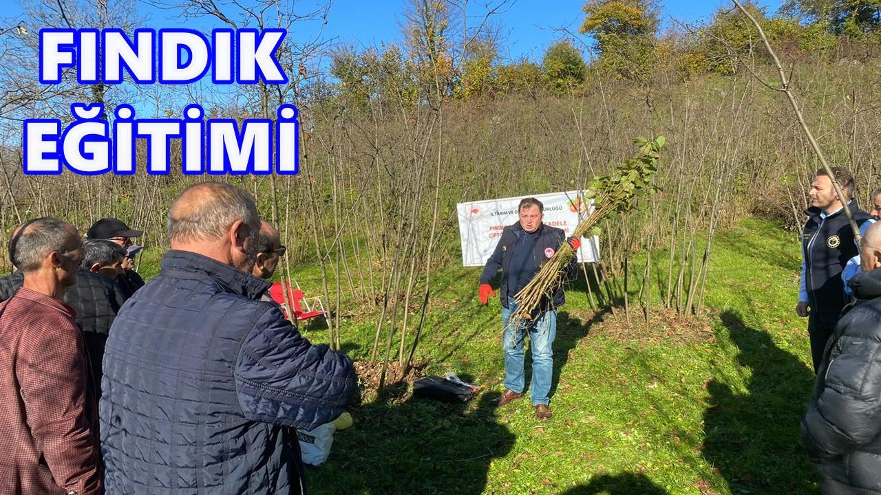 Fındıkta Verimi Arttırma Eğitimi