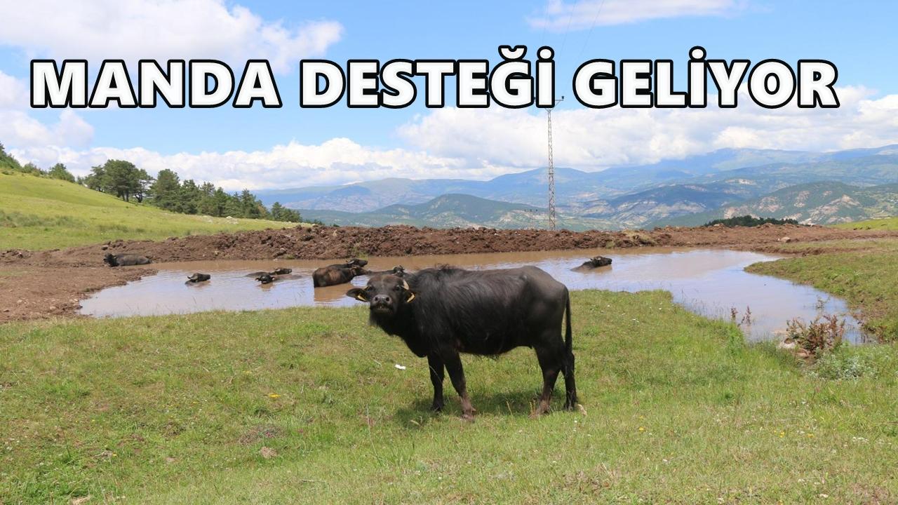 Ordu, Manda Yetiştiriciliği Desteklerinden Faydalanacak