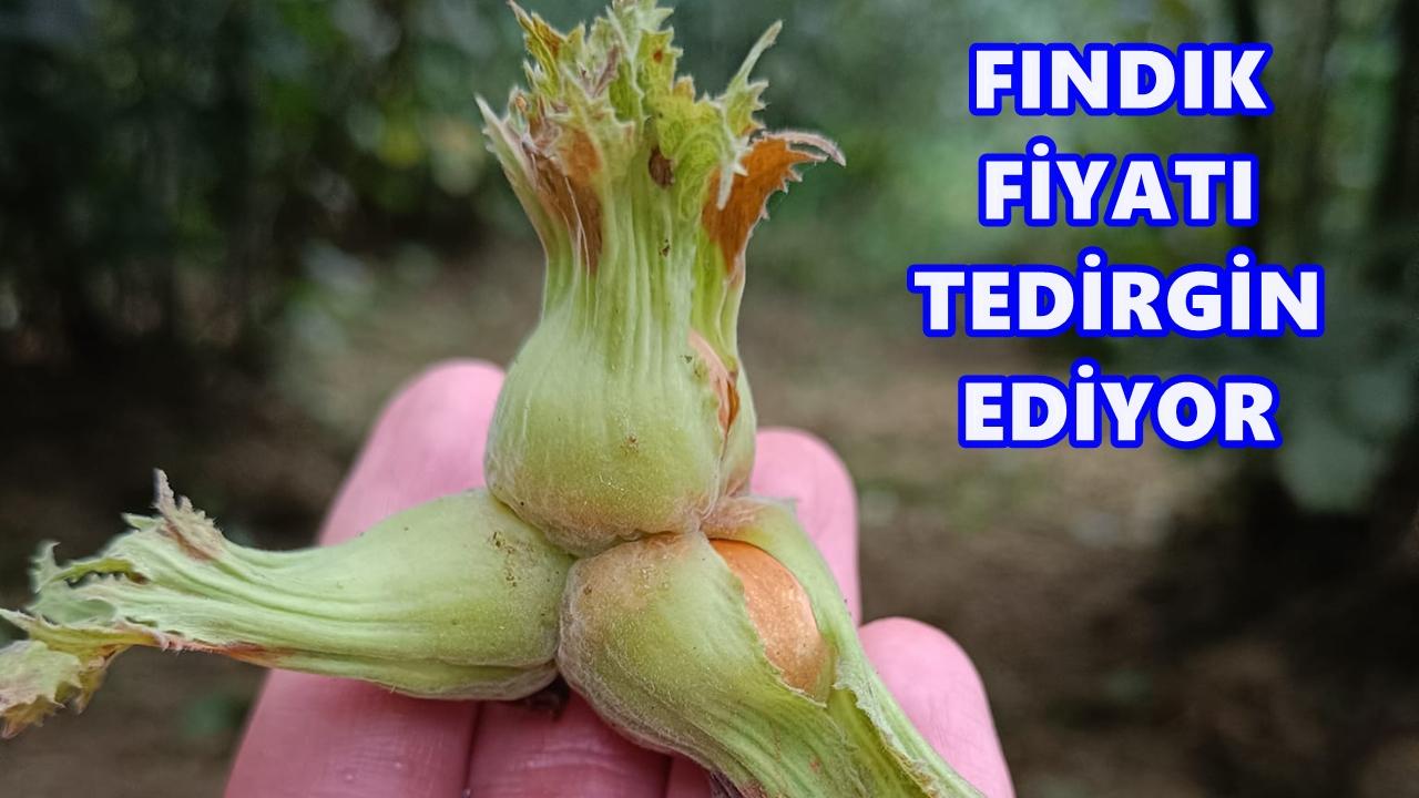 Ordu&#039;da Fındık Fiyatı 11 Kasım 2025 Salı