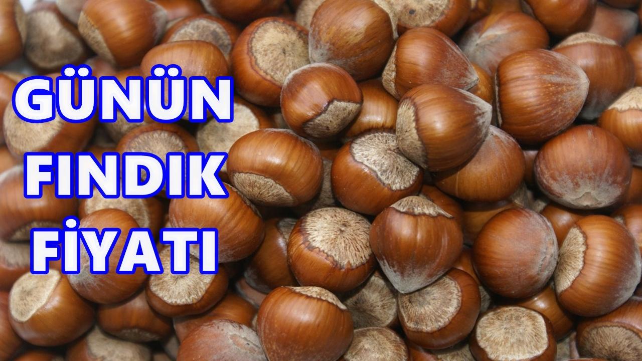 Ordu&#039;da Fındık Fiyatı 12 Kasım 2025 Çarşamba