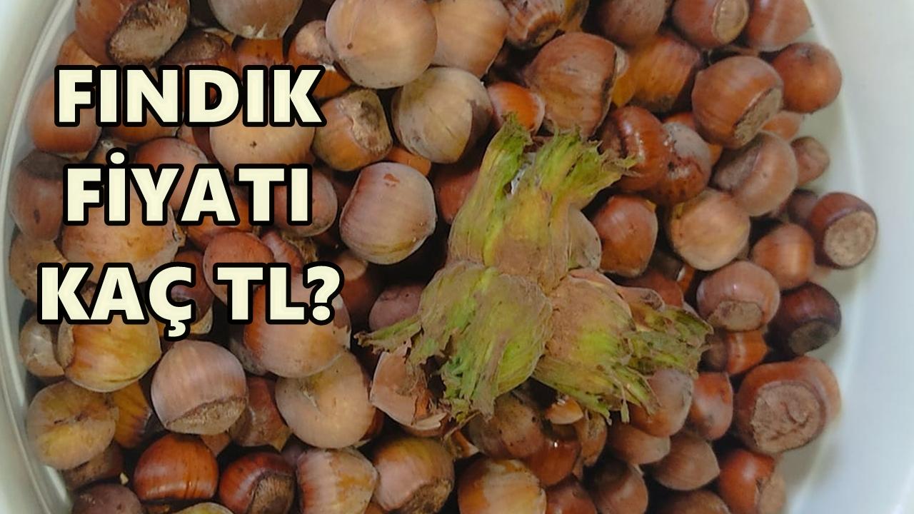 Ordu&#039;da Fındık Fiyatı 14 Kasım 2025 Cuma