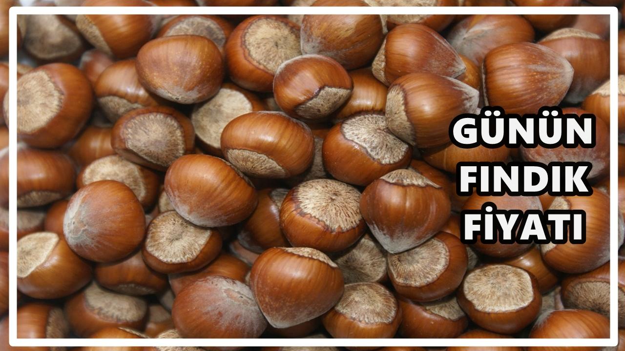 Ordu&#039;da Fındık Fiyatı 15 Kasım 2025 Cumartesi