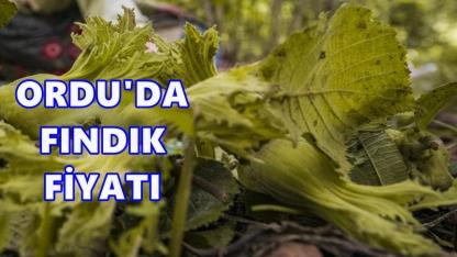 Ordu'da Fındık Fiyatı 18 Kasım 2025 Salı