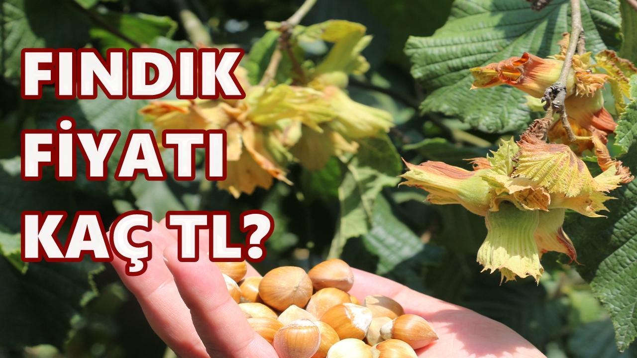 Ordu&#039;da Fındık Fiyatı 22 Kasım 2025 Cumartesi