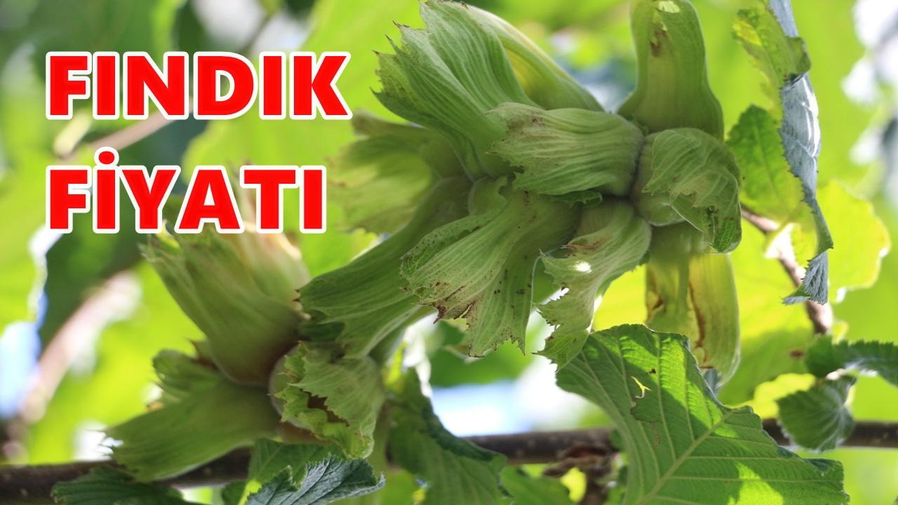 Ordu&#039;da Fındık Fiyatı 8 Kasım 2025 Cumartesi