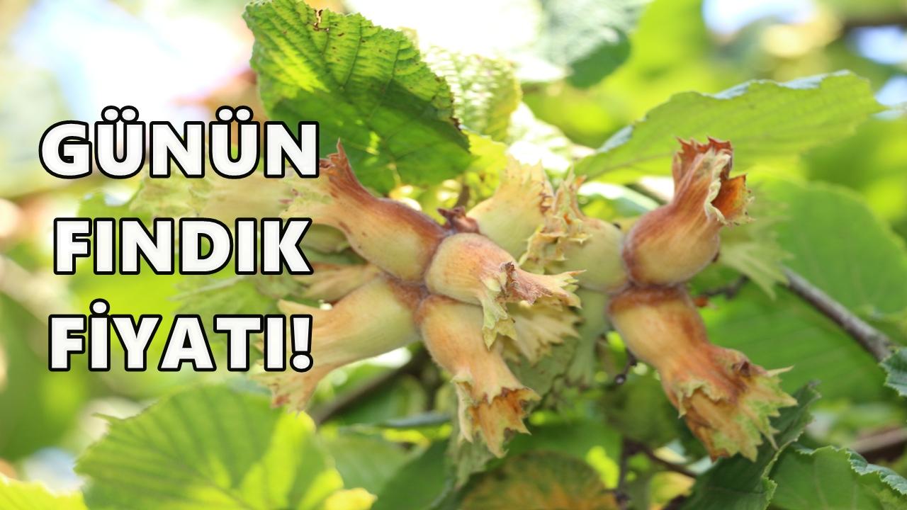 Ordu&#039;da Fındık Fiyatı 9 Kasım 2025 Pazar