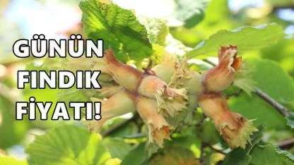 Ordu'da Fındık Fiyatı 9 Kasım 2025 Pazar