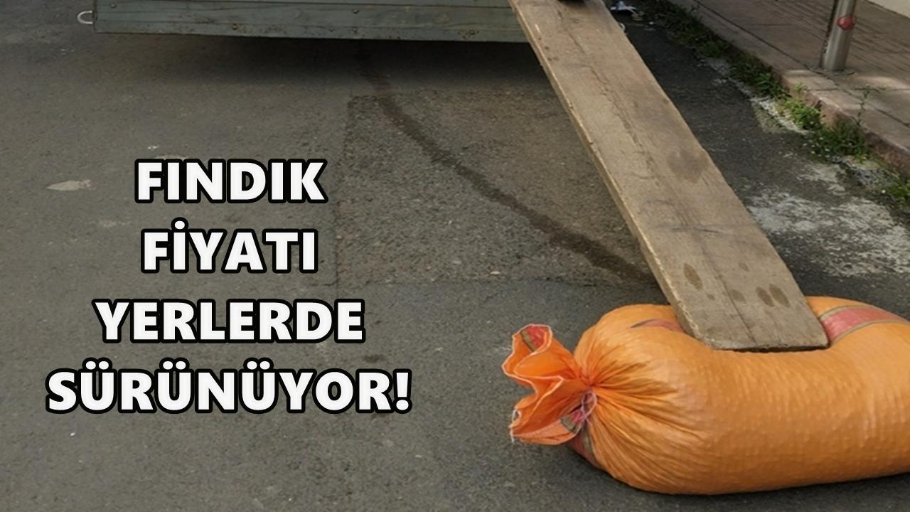 Ordu'da Fındık Fiyatı Düşüyor: 19 Kasım Çarşamba Fındık Fiyatı