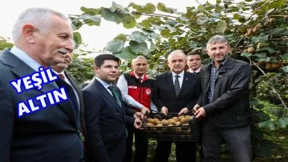 Ordu’nun Yeşil Altını: Kivi Hasadı Bereketle Başladı