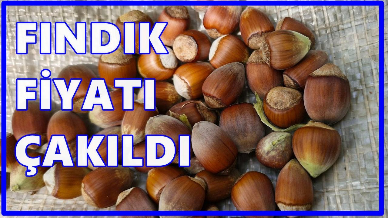 Piyasa Karıştı: Fındık Fiyatı Haftaya Düşüşle Girdi