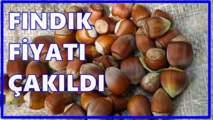 Piyasa Karıştı: Fındık Fiyatı Haftaya  Düşüşle Girdi