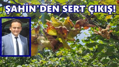 Şahin’den fındık piyasasına isyan: Bu oyun yıllardır aynı!