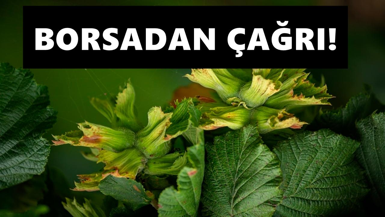 TMO 400 TL&#039;den Fındık Alsın!