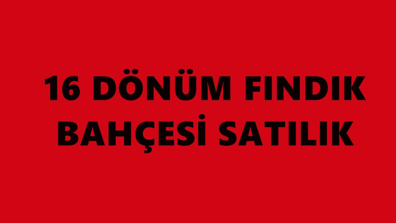 Ünye’de 16 Dönümlük Fındıklık Satışa Çıkıyor